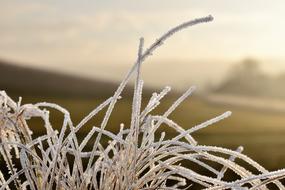 Leaf Grass Frost