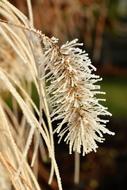 Leaf Grass Frost