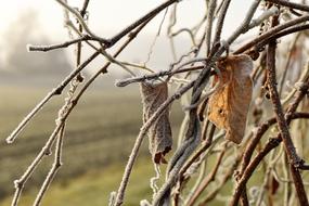 Leaf Grass Frost