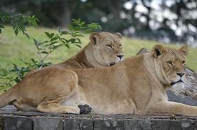 goodly Lions Safari Wildlife