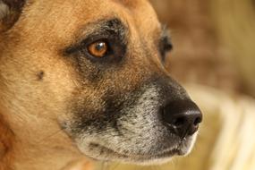 Portrait of the beautiful and cute red Crossbreed Dog