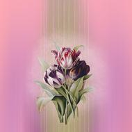 background as a tulips pink