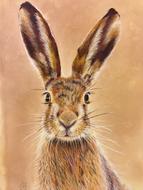hare pastel artistic drawing
