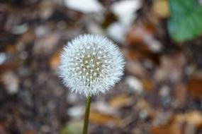 Dandelion Flower Flora