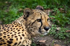 Beautiful, colorful and cute leopard among the grass