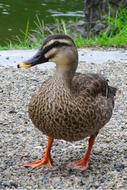 photo of a beautiful drake on the shore of the pond