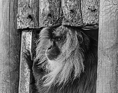 black and white photo of macaque in a wooden house