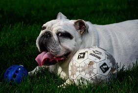 irresistible English Bulldog, canada