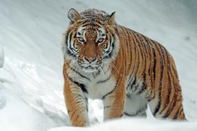 stunningly beautiful Amurtiger Tiger