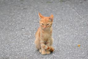 goodly Kitten Orange