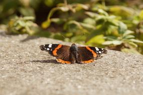 Animals Butterfly wings at Nature