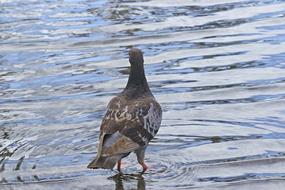 Dove Bath