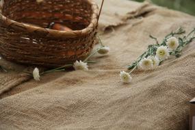 Chamomile Basket Nature