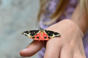 black and red butterfly sits on a childâs hand