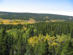 Trees Rocky Mountains Forest