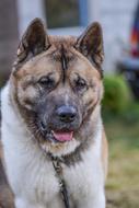 wonderful Dog Akita