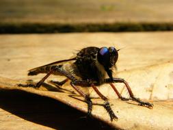 fabulous Fly Insect
