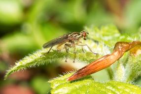 Macro view of Fly in Nature