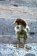 portrait of small chicken on the street in Vietnam
