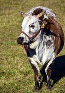 cow in a pasture with green grass