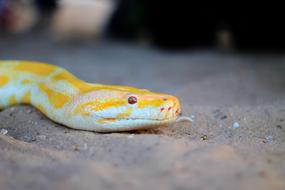 irresistible Snake Animal Reptile