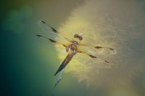 Background Dragonfly drawing