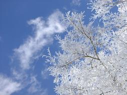 Winter Birch Tree branches