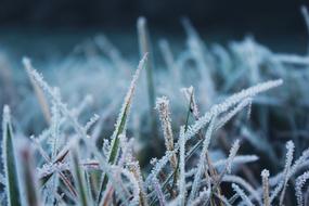 Frost Nature Cold