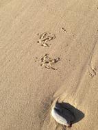 goodly Bird Steps Sand