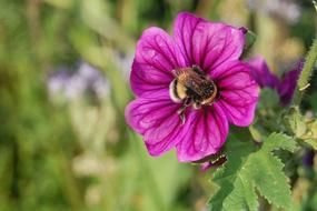 Flower Nature