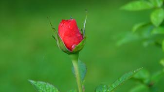 Rose Blossom Bloom
