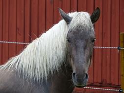 portrait of grey horse with white mane on the background of a red fence