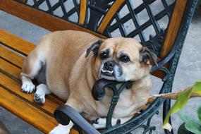 stunningly beautiful Dog Pug