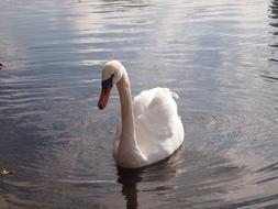 wonderful Swan Lake