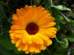 Marigold Orange Blossom in garden