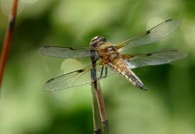 fabulous Insect Dragonfly