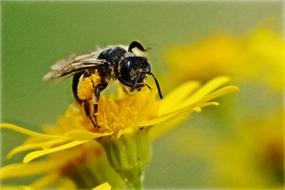 fabulous bee big