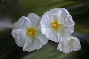 White Flowers in garden Close view