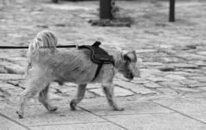 furry Dog walking on leash, black and white