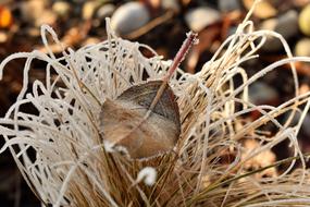 Leaf Grass Frost