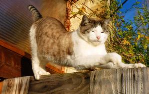 domestic white-red cat stretches on the fence