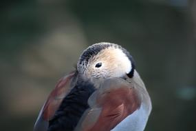 Duck hiding beak in feathers