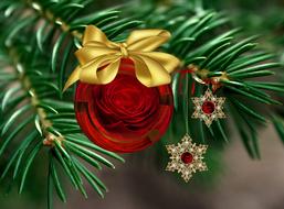 A red rose in a fir tree