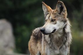 Wolf looking aside at blurred backgrund
