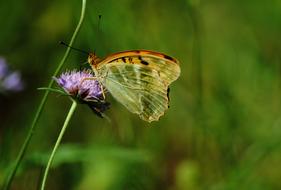 Butterfly Nature