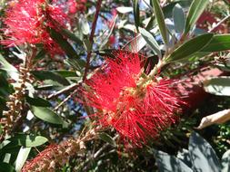 Callistemon Bottle Brush Bush