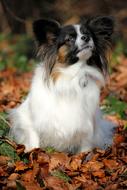 portrait of dog sitting on Autumn Leaves