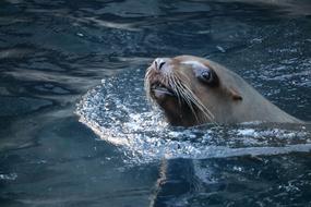 sea lion swims in an aquarium at the zoo