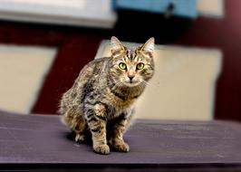 tabby domestic cat sits on a table in the garden