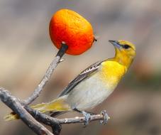 irresistible Oriole Bird Wildlife